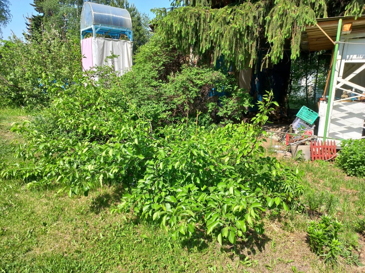 На фото попали многие мужнины проекты: груши - стелящиеся на первом плане, веранда, баня, душ. Но, это еще не все.