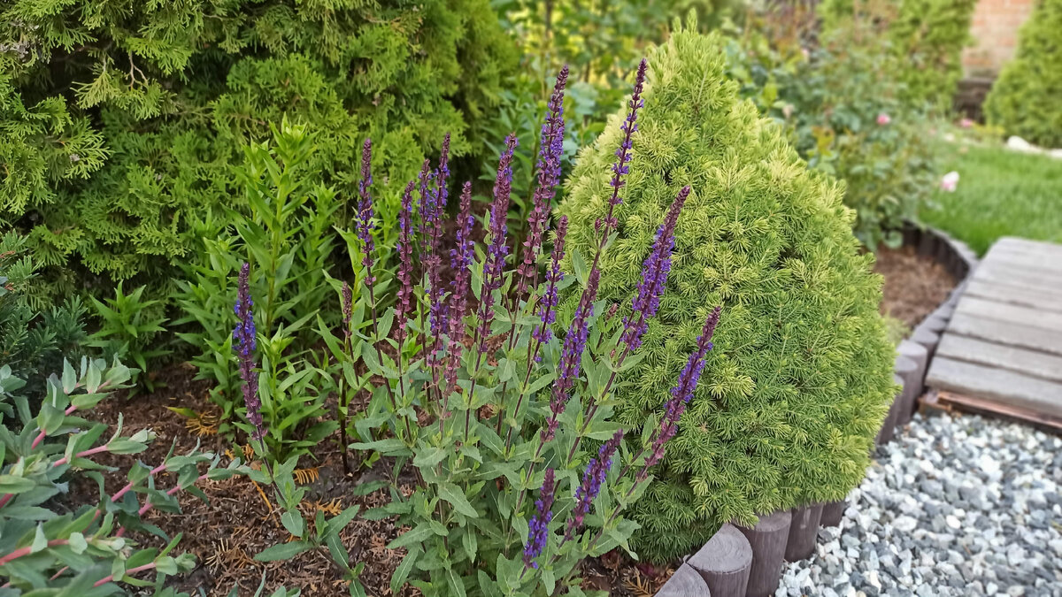 Как мне нравятся синие стрелы шалфея на фоне зелёной ёлочки!