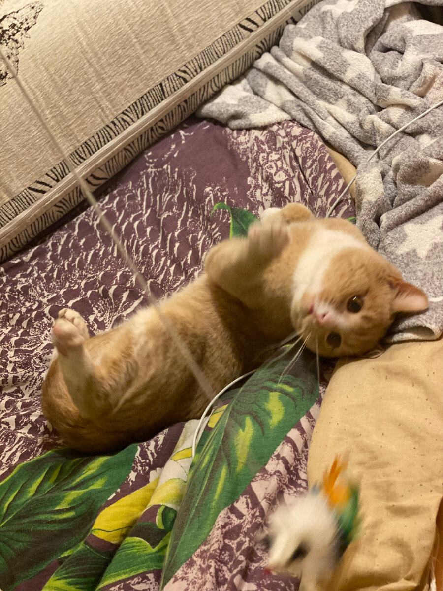 Максик - очень хороший кот ❤️