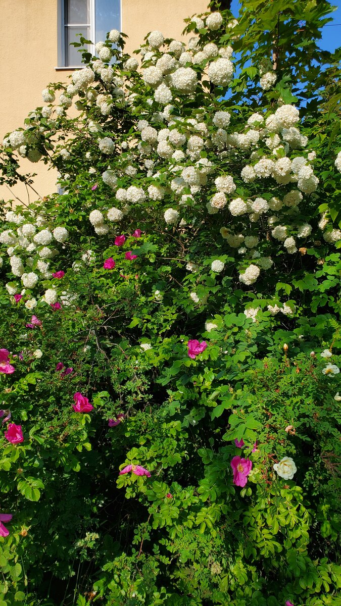 Цветы необыкновенно красивые, жаль, фото не передает.