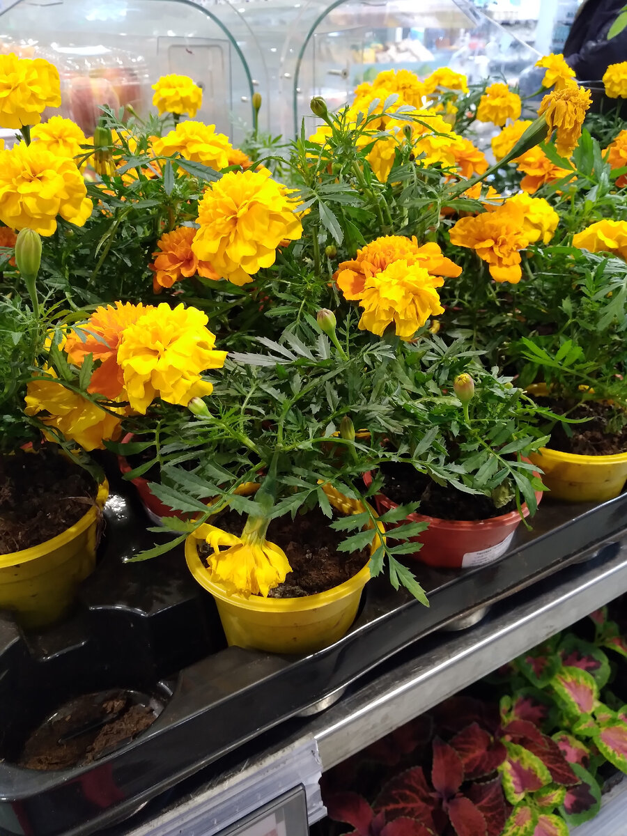 Бархатцы в Перекрестке