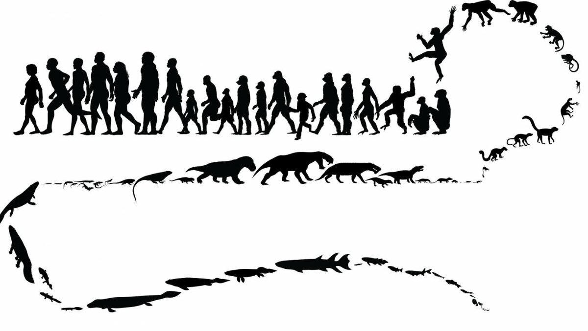 Есть мнение, что животные появляются сразу «в законченном образе», ибо, согласно эволюционным представлениям, мутации накапливаются непрерывно, а значит одна из форм должна плавно перетекать в другую.