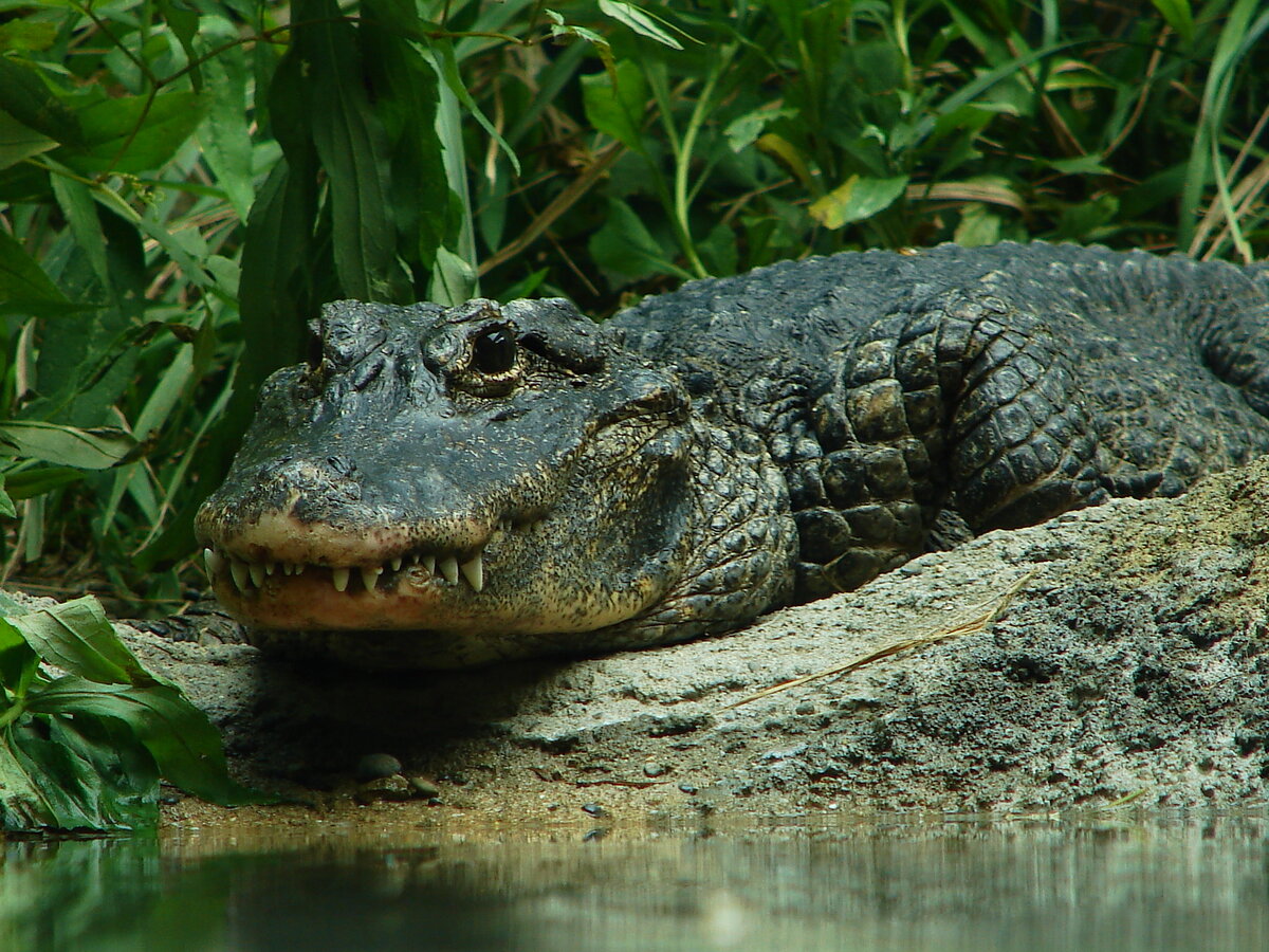 Аллигатор спб. Alligator sinensis. Китайский Аллигатор. Янцзыский Аллигатор. Амазонский Кайман.