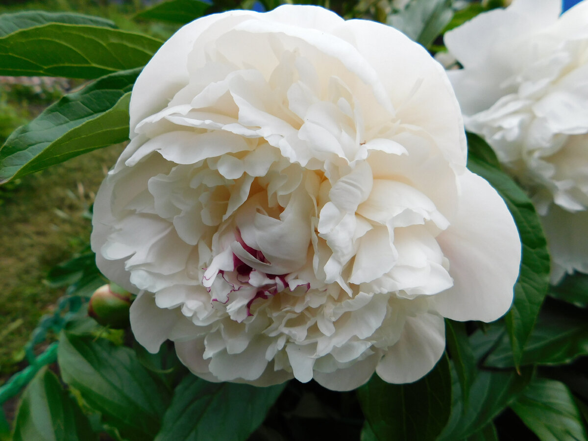 Белые пионы зацвели в моём саду. Фото автора.
