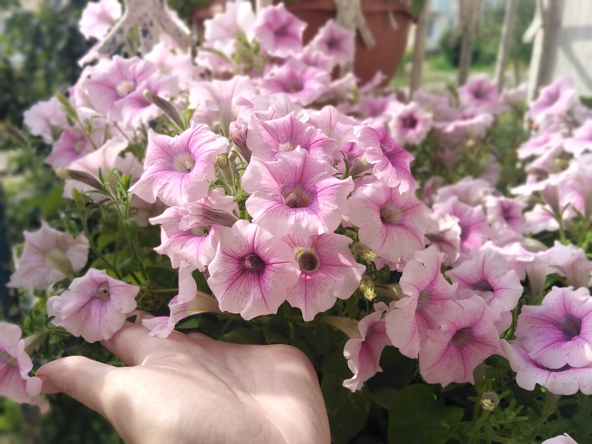������� ����� ���� ������������. ����: 'Shok Wave Pink Vein'