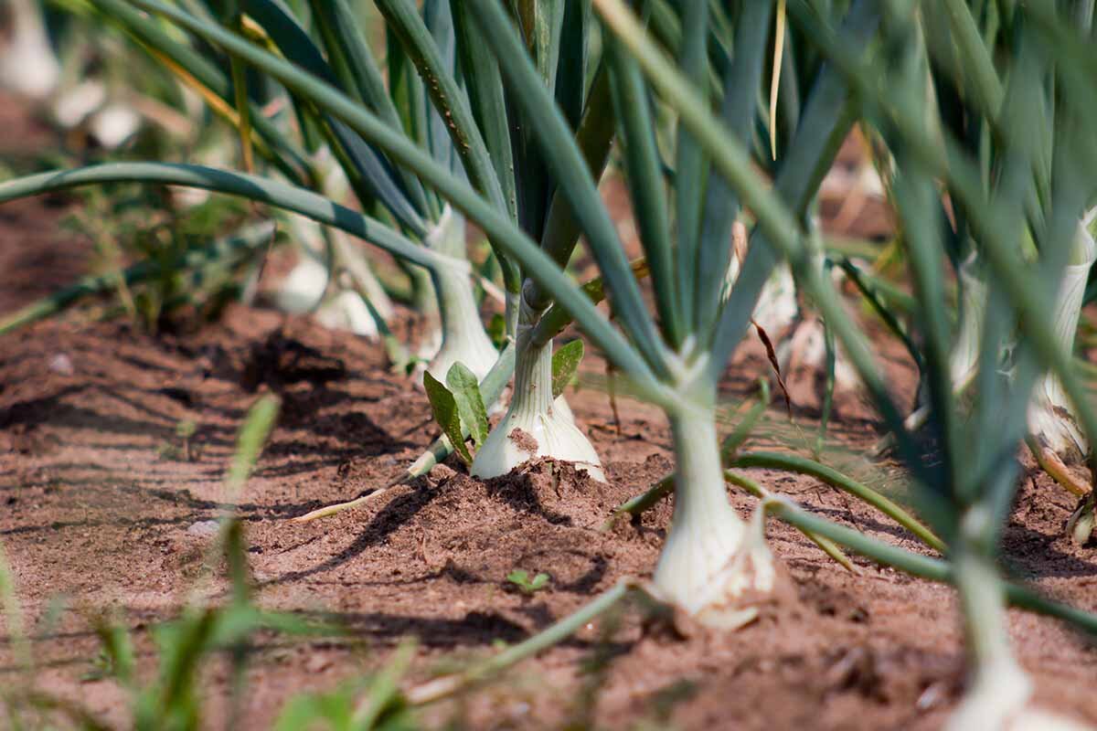 Блюда с луком. Урожай лука эксибишен. Лук порей корейский. Лук эксибишен. Лук севок всходы.
