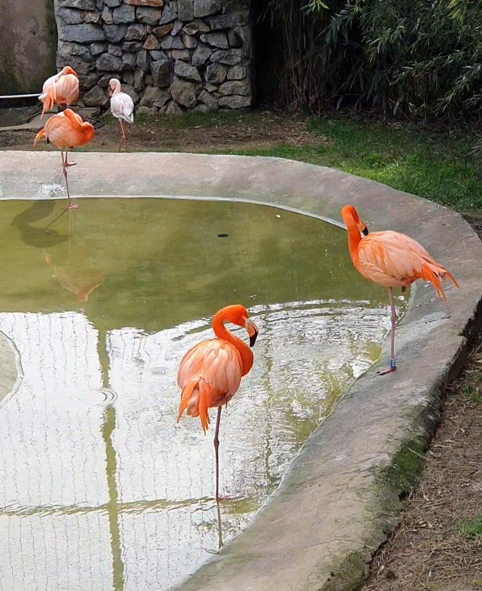 Фламинго в турецком зоопарке Faruk Yalçın