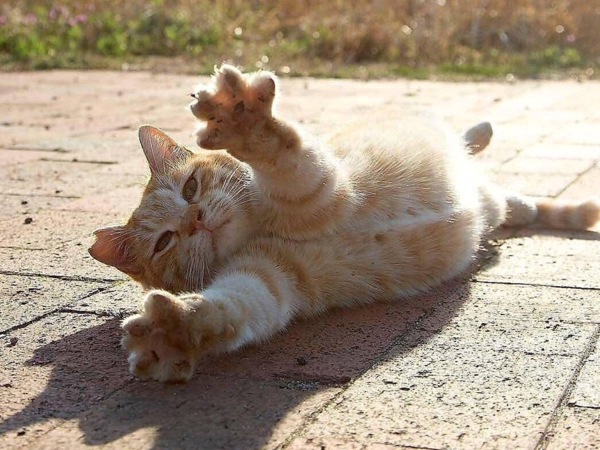 😺14 фото милых котиков, которые греются на солнышке