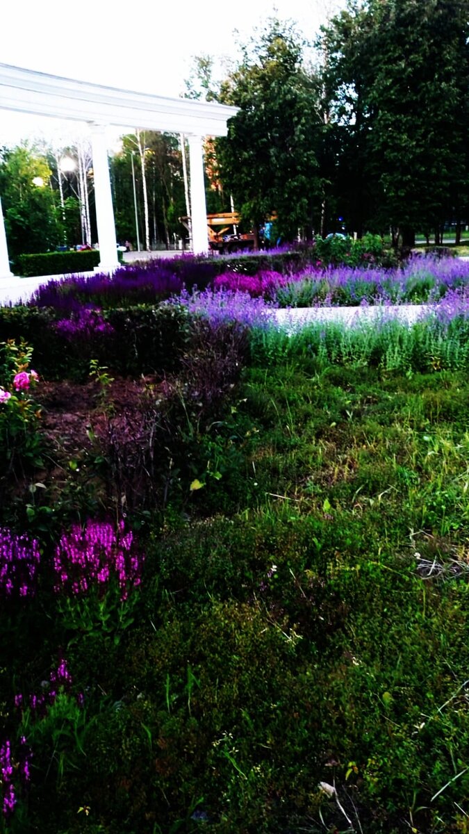 Лаванда в парке