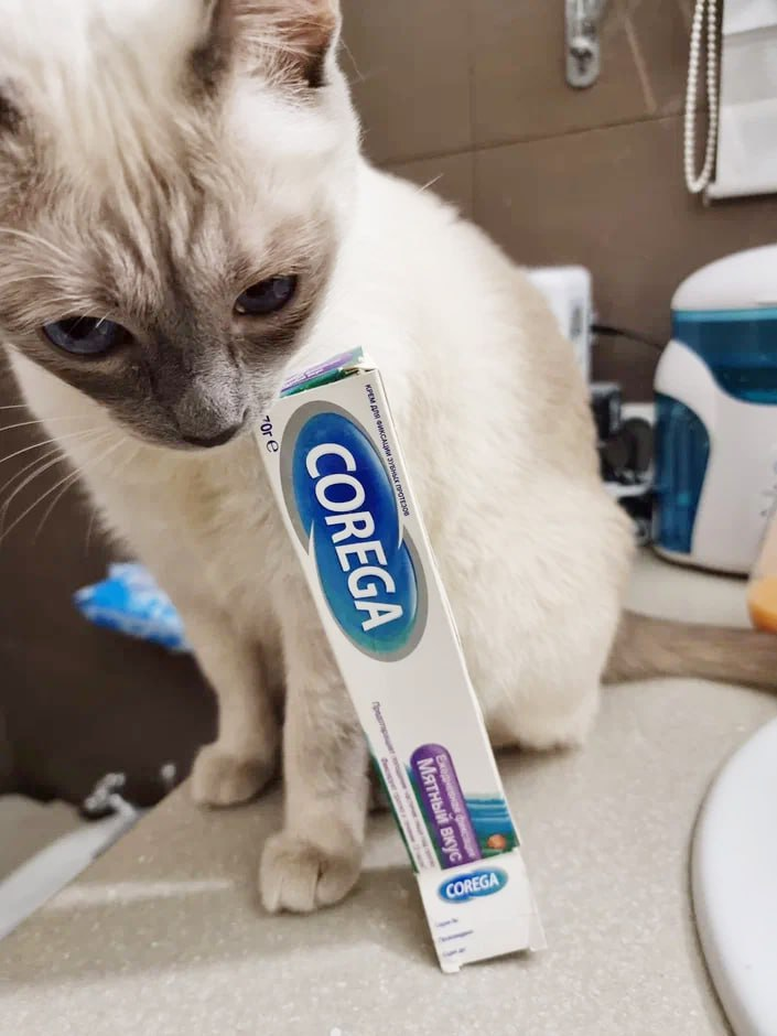 Какие-то скрипы, вставные зубы, склероз... Взрослею что ли? 😁 | КОТО🐈 ...