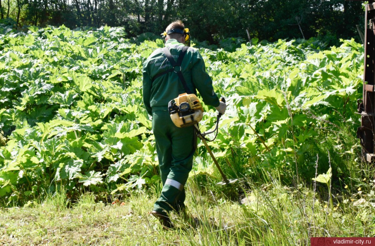    Во Владимире продолжается массовое истребление борщевика Сосновского