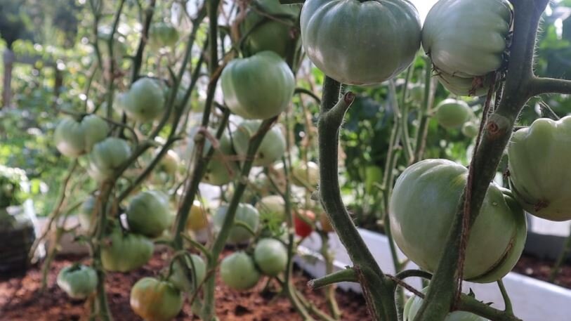 Чем подкормить томаты в июне, чтобы завязался каждый цветочек, а не тольконижние? Берите на заметку.