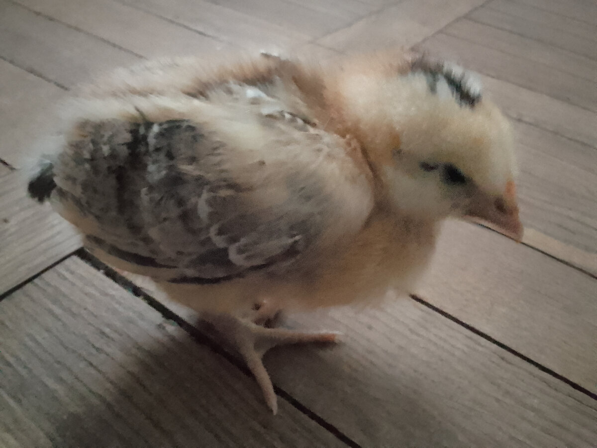 Недельный цыпленок