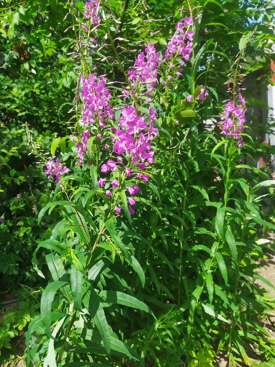 Цветёт иван-чай