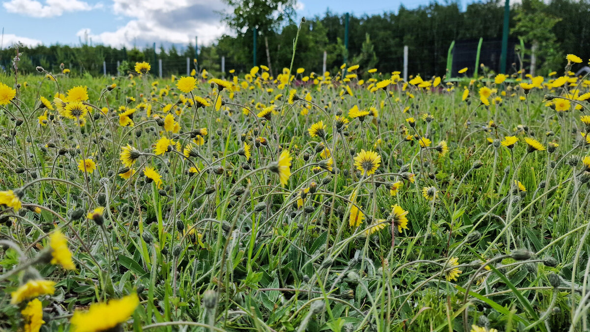 Наша полянка ястребинки волосистой