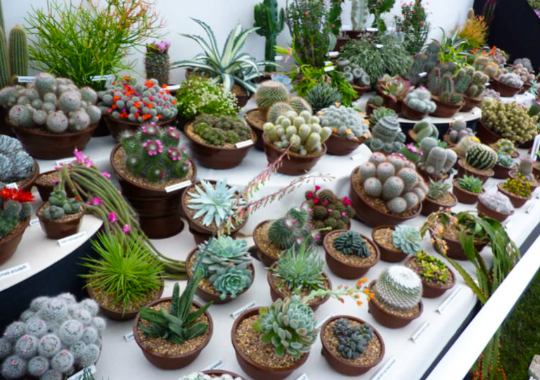 Раскрываем загадку кактусов и суккулентов