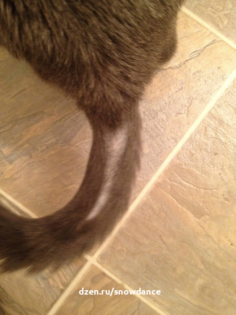 Почему у кошки выпадает шерсть: причины, симптомы, лечение - SUPERPET