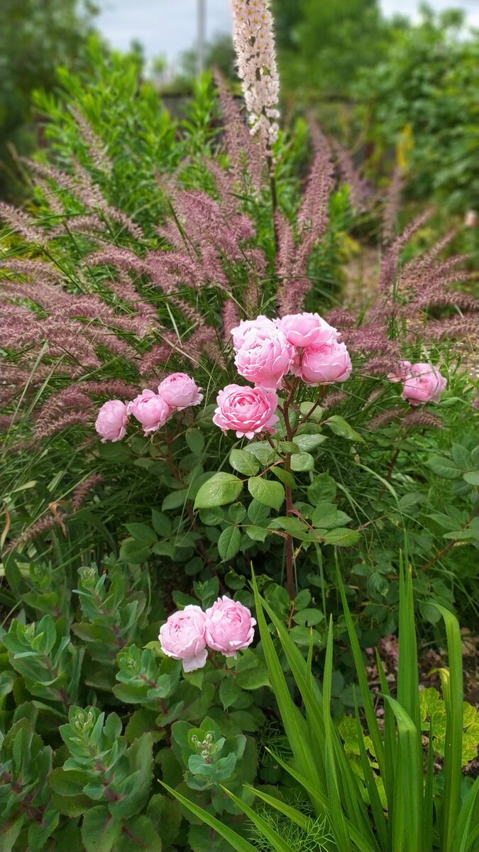 Розовая лаванда и розовый цветник с начала сезона по июнь