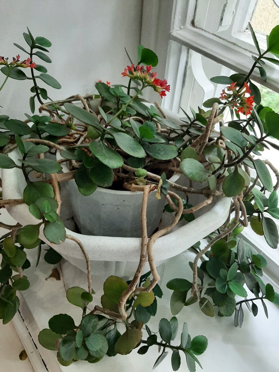 Самая распространённая ошибка начинающих любителей цветов. Большинство сразу пересаживают каланхое в огромный горшок, что приводит к такому последствию,  как вытягивание растения. Вид весьма плачевный. 