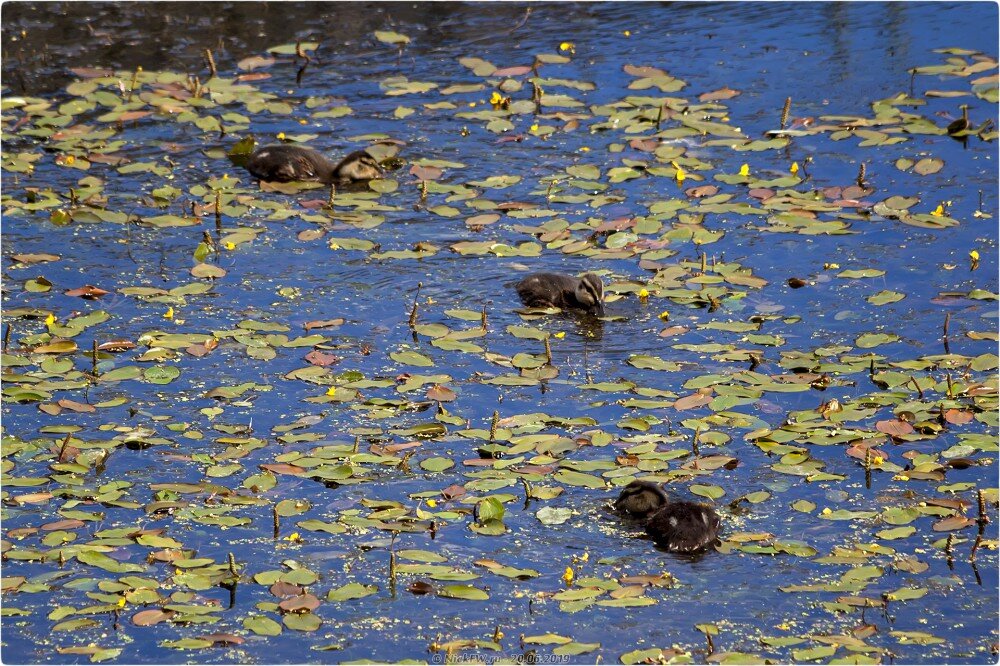 2. Выводок утят кряквы... © NickFW.ru — 20.06.2019г.