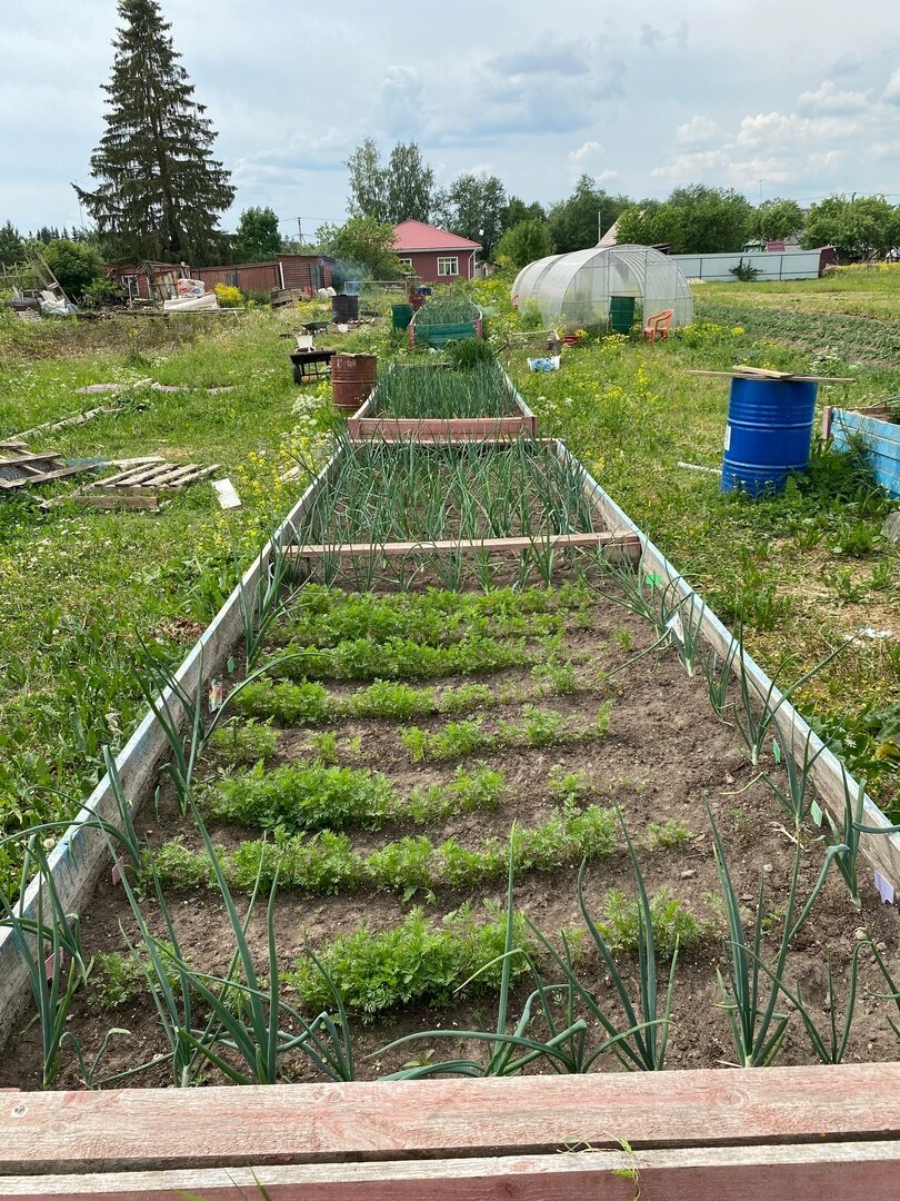 Три грядки из имеющихся семи.