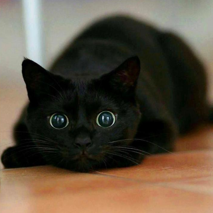 Черный кот сулит несчастье? Эта подборка фото разрушит суеверие | Четыре  лапы | Дзен