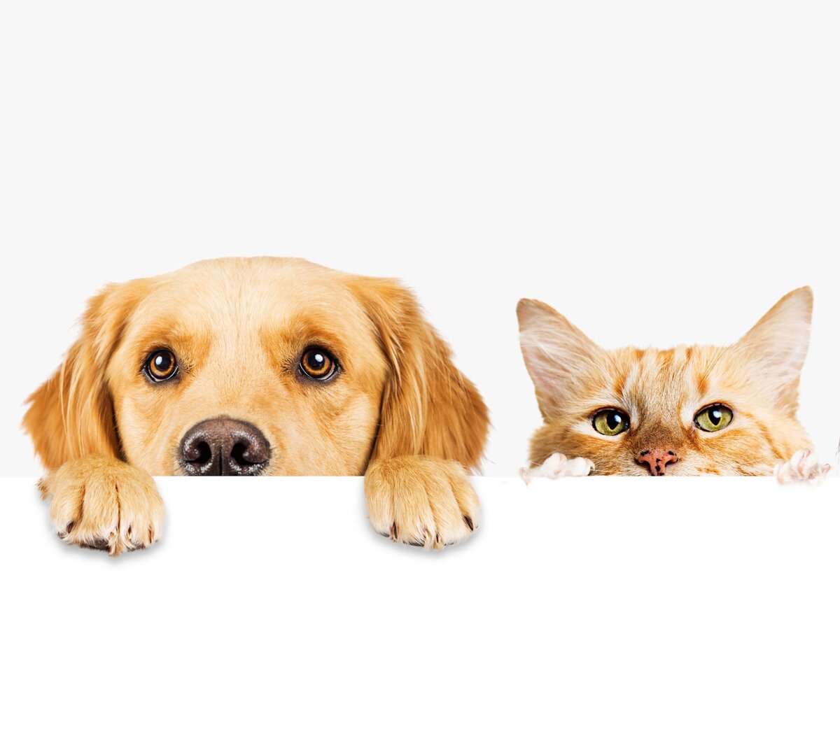 Братья наши меньшие. Фото из свободных источников 