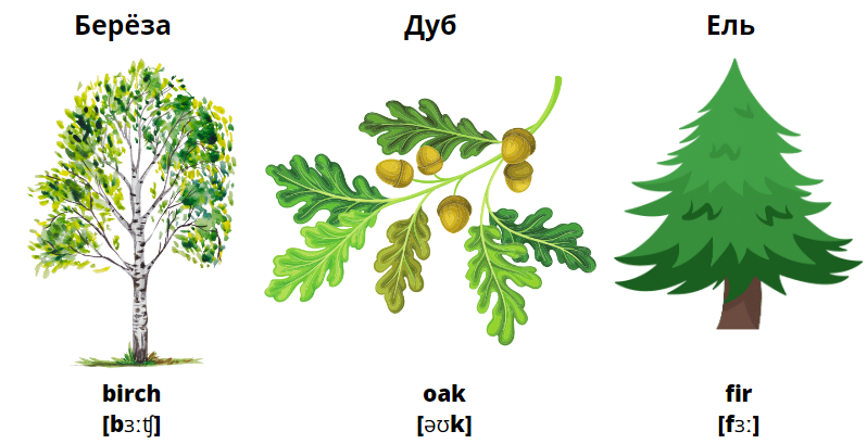 names of trees: birch, oak, fir 