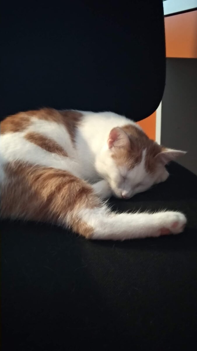 Интересные факты о кошках каждому хочется узнать что-нибудь новое о наших маленьких пушистых котиках 