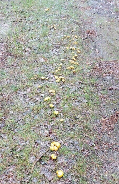 «Видимо-невидимо» — Где в Беларуси дожди «разбудили» грибы, а где «даже поганки нет»? — Видео