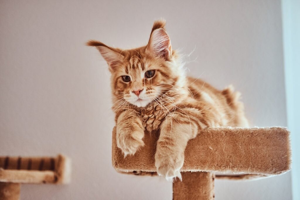    Cute ginger maine coon kitten is lying on special cat's furniture. Илья Щемелев