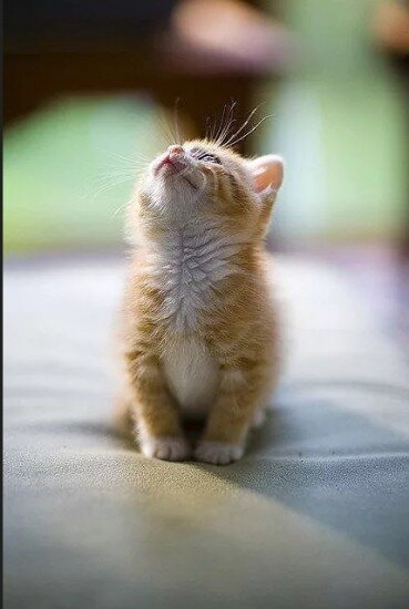 Не повторяет ошибок.
