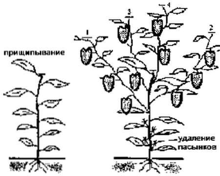 удаление пасынков