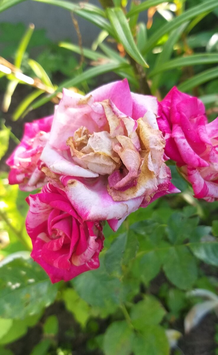 Фото автора.