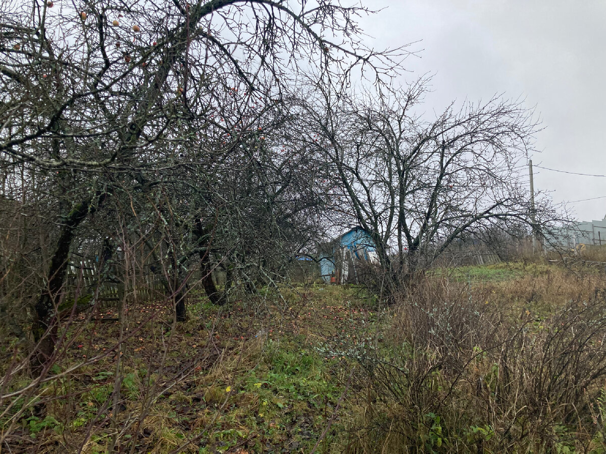 Нашла один из первых снимков участка. Видите канаву? Это было русло естественного схода воды. Заодно полюбуйтесь яблоньками в том виде, в котором они мне достались