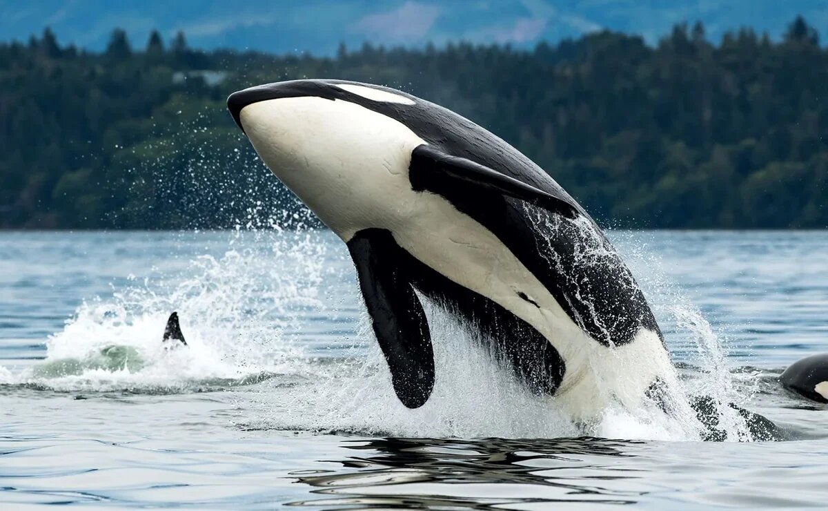    Сахалин «под ключ»: эксперты рассказали о предпочтениях туристов в Сибири и на Дальнем Востоке