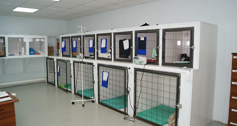 Клетки для ветеринарного стационара. Ветеринарный стационар для собак. Боксы для животных для стационара. Клетки для стационара животных. Стационар для животных.