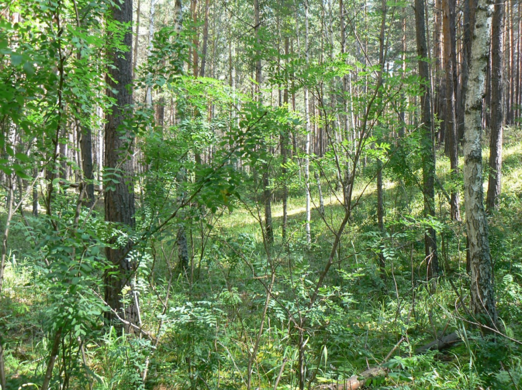 Местообитание нового для науки вида Стемонитис амфороколумелла (Stemonitis amphorocolumella). 
