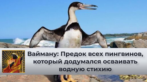 Вайману: Та самая птица, что променяла небо на море. Предок всех пингвинов, который додумался осваивать водную стихию | Видео 🎥