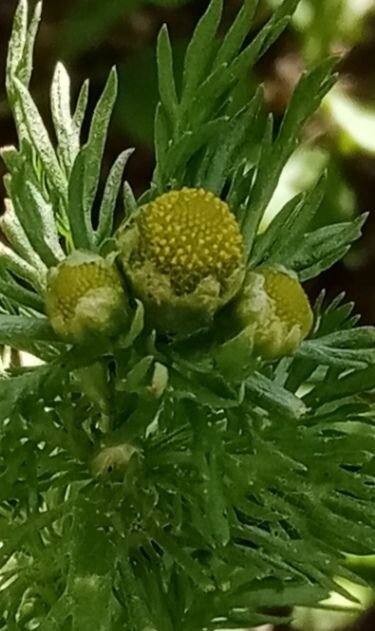 Ромашка пахучая