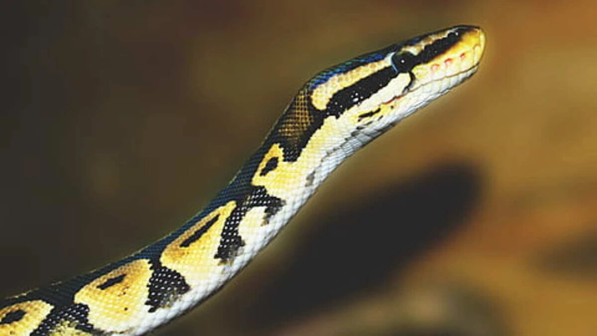 К чему снятся змеи по соннику: толкование снов про змей
