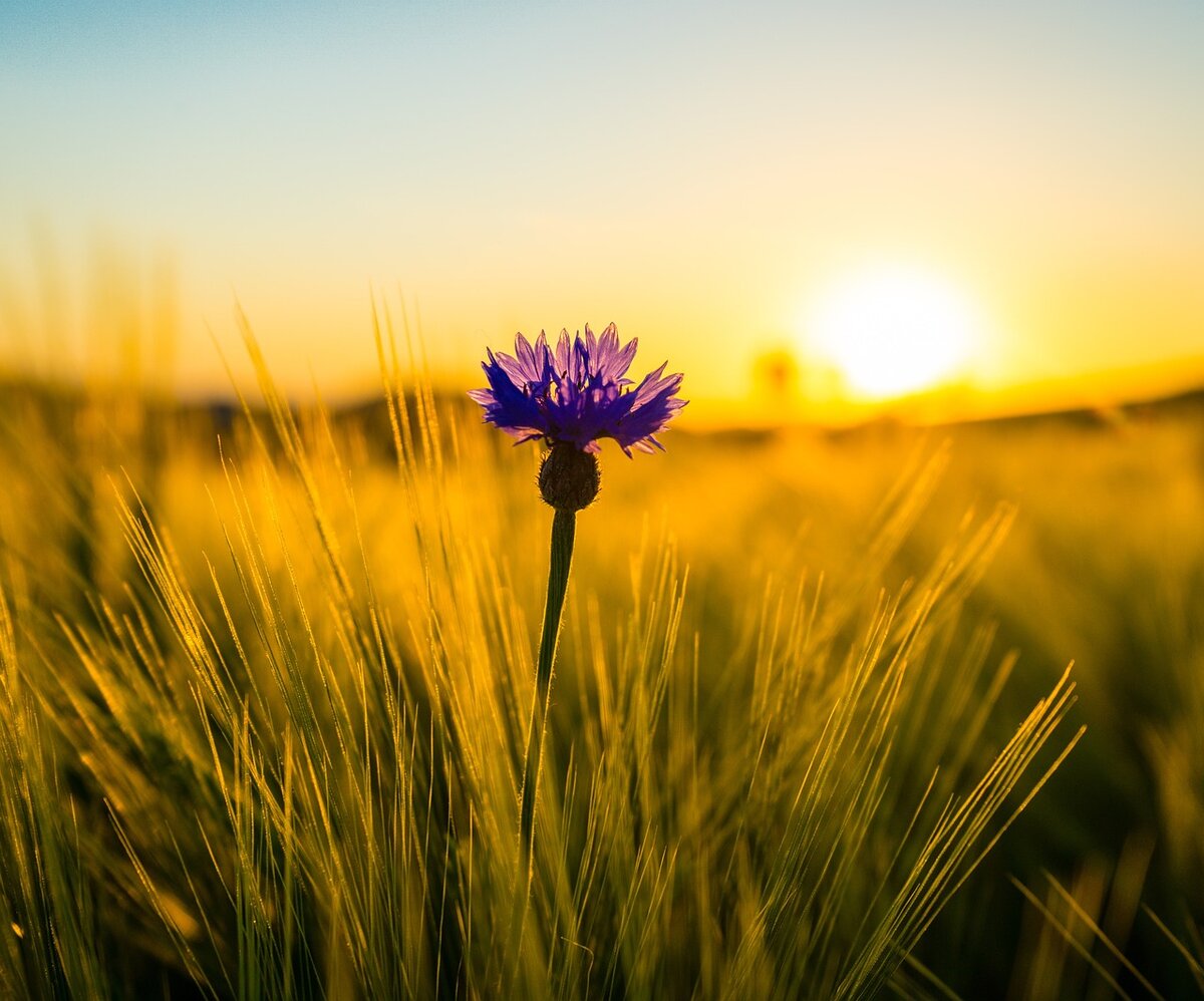 Изображение Leonhard Niederwimmer с сайта Pixabay