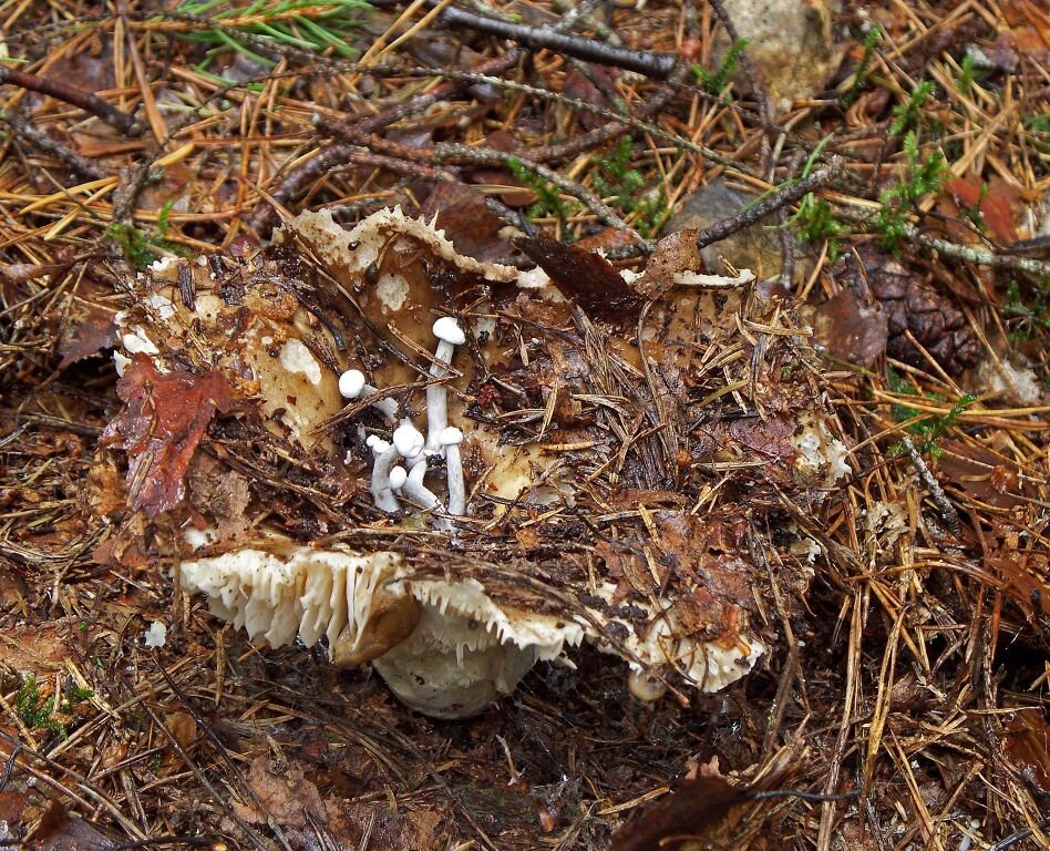 Видали когда-нибудь грибы на грибах? Только старые подгруздки умеют выращивать на себе паразита-астерофору (фото Сергея Ермолина)