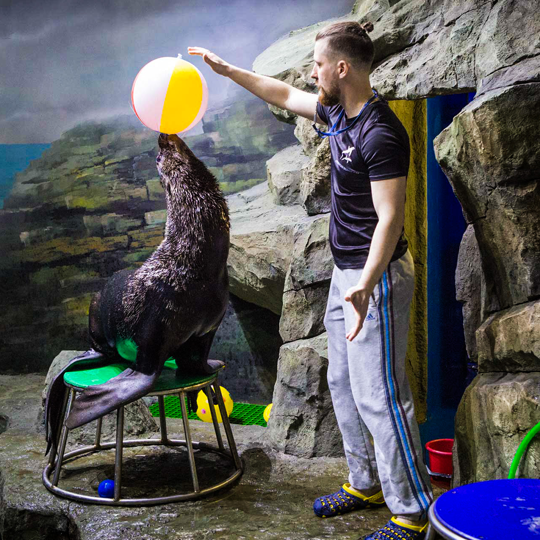 Дельфинарий морская звезда лазаревское. Шоу морских котиков фото. Шоу морских котиков воронеж. Шоу морских котиков. Касатки без нижней челюсти лоро парк.