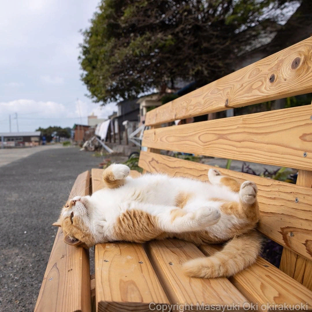 Уверена, вам это понравится! Это подборка фотографий, сделанных японским фотографом Масаюки Оки. Видимо, этот Масаюки любит кошек не меньше, чем мы с вами!-19