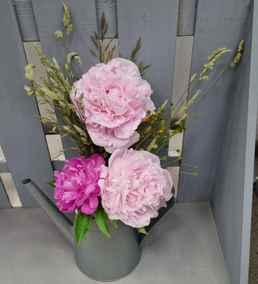 Фото с выставки пионов Ботанический сад Петра Великого