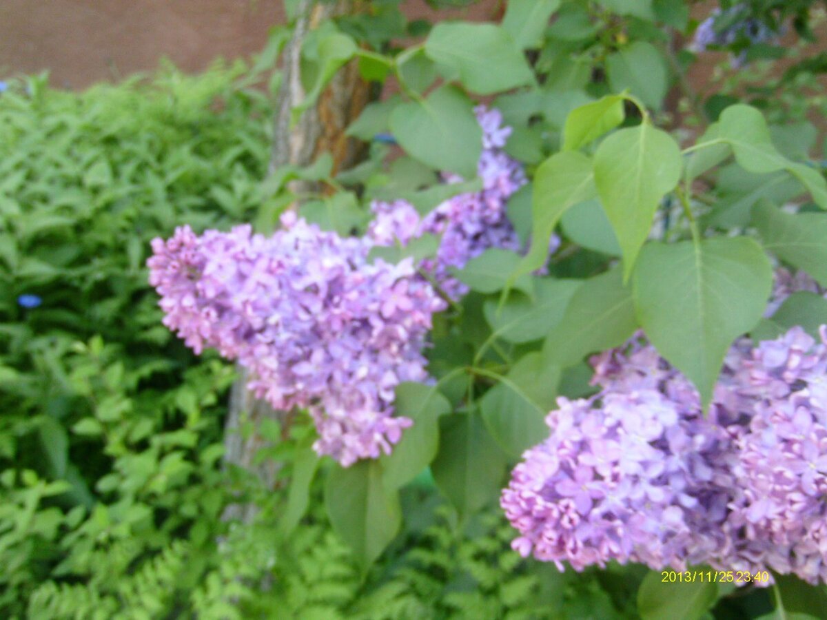 Личное фото автора, 2013 год