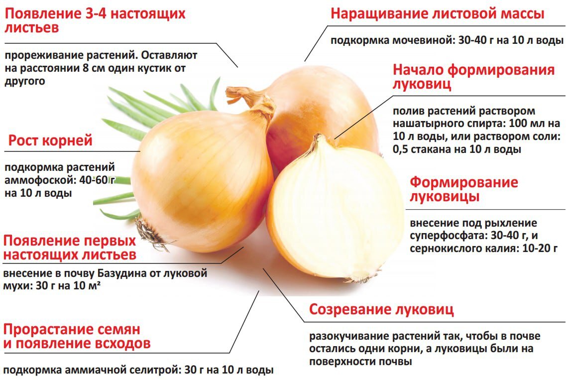 Каким номером на рисунке обозначен метод получения урожая путем семенного размножения