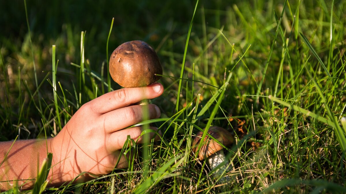     Грибники в Ставропольском крае начинают собирать свой лесной урожай в мае и заканчивают осенью. Какие грибы можно найти в регионе и где, в материале NewsTracker.