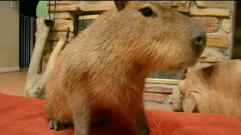 Скрин Youtube, канал "Caverson"